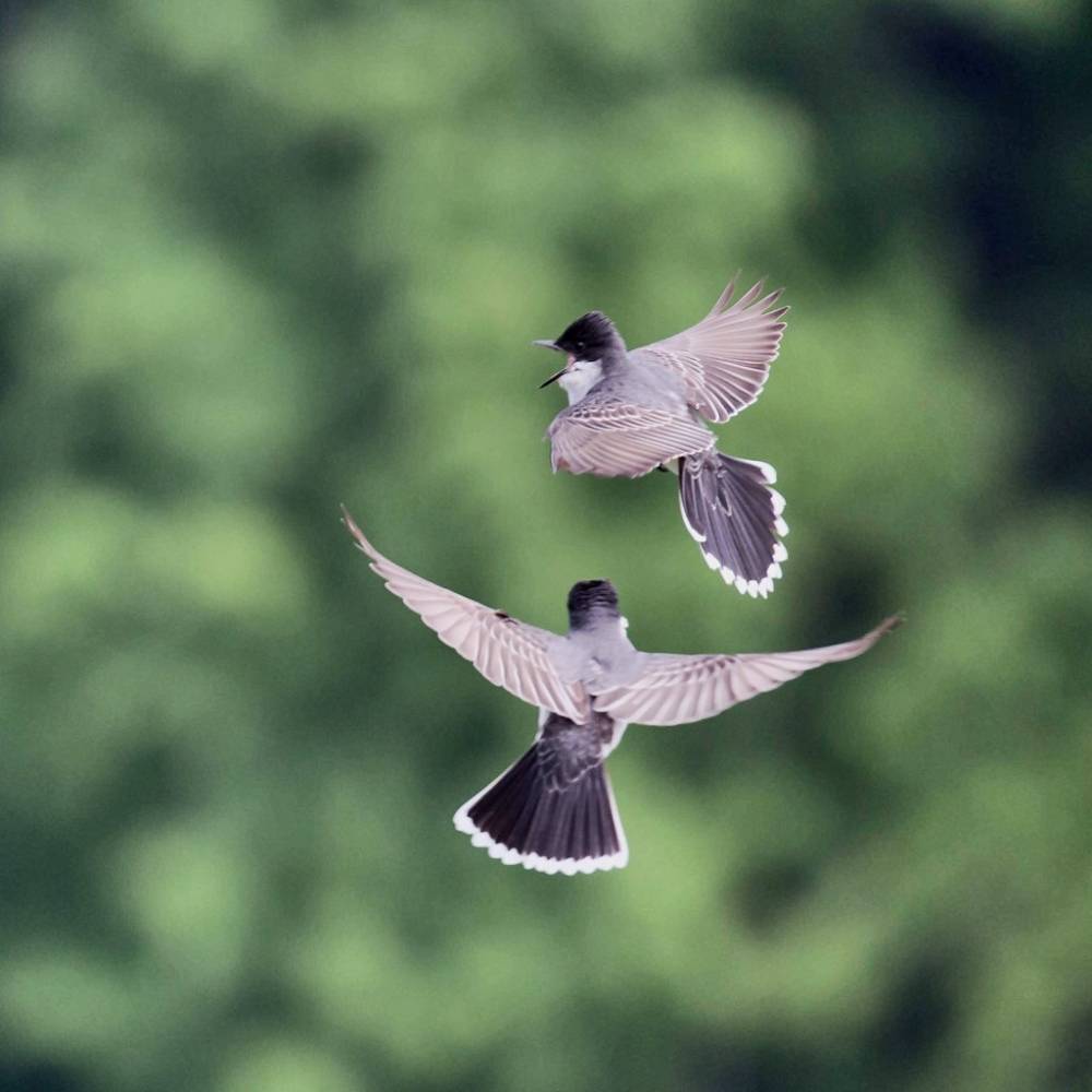 Eastern Kingbird (Tyrannus tyrannus) by Howard Patterson is licensed under CC BY-NC-SA 2.0